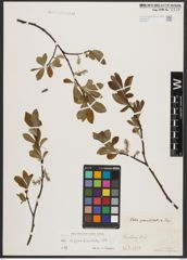 Foto von Salix appendiculata Vill.